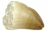 Fossil Mosasaur (Thalassotitan) Tooth - Morocco #374523-1